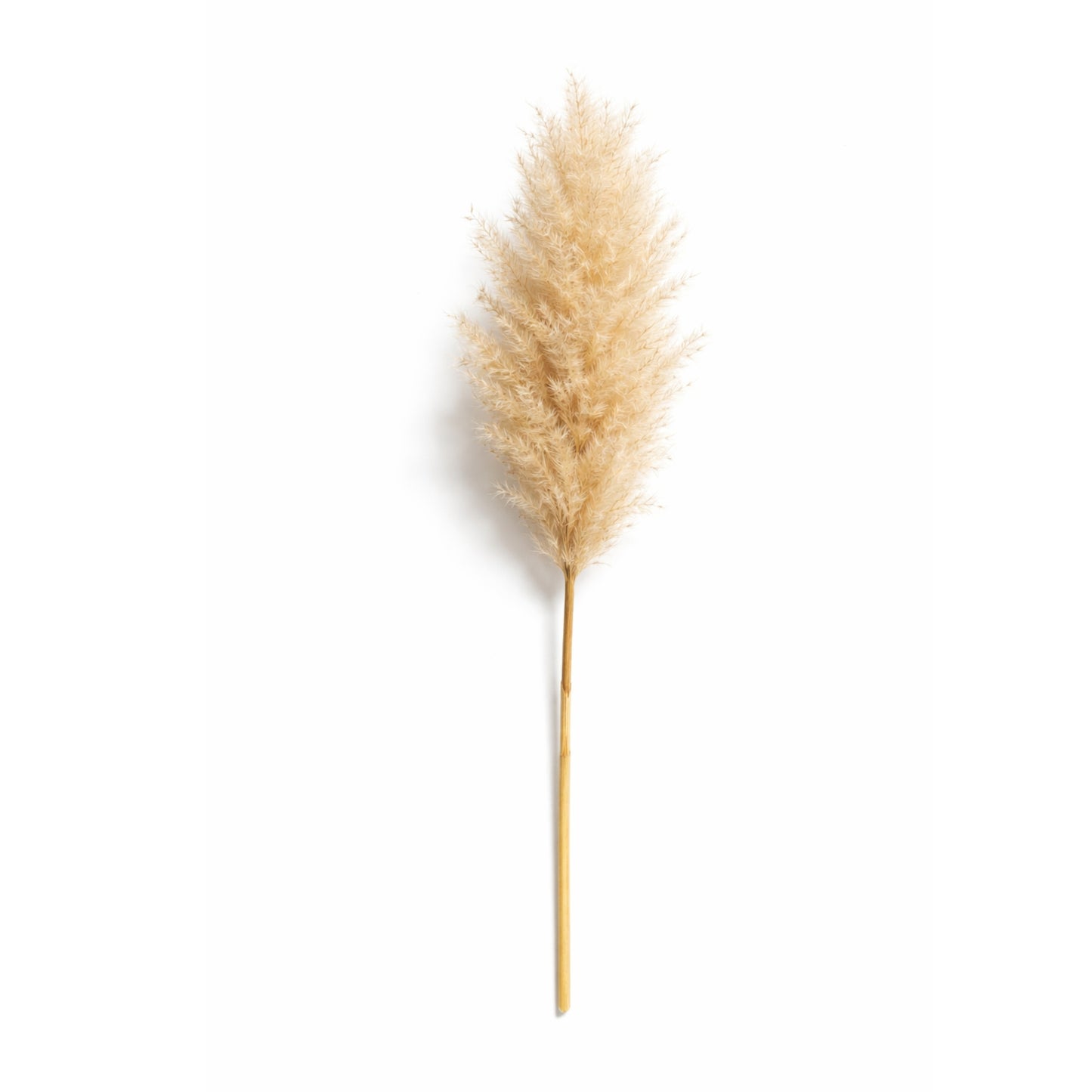 Decolind Pampasgras – Extra Fluffy – 100 cm – Natuurlijk