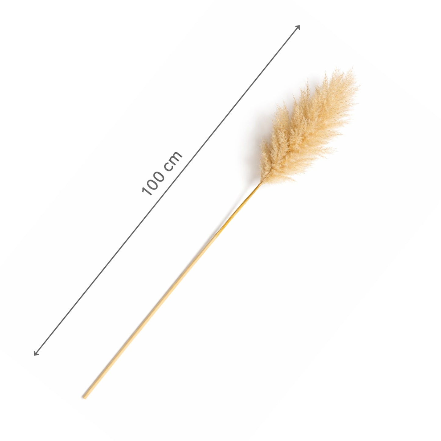 Decolind Pampasgras – Extra Fluffy – 100 cm – Natuurlijk