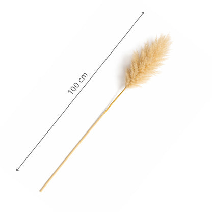 Decolind Pampasgras – Extra Fluffy – 100 cm – Natuurlijk