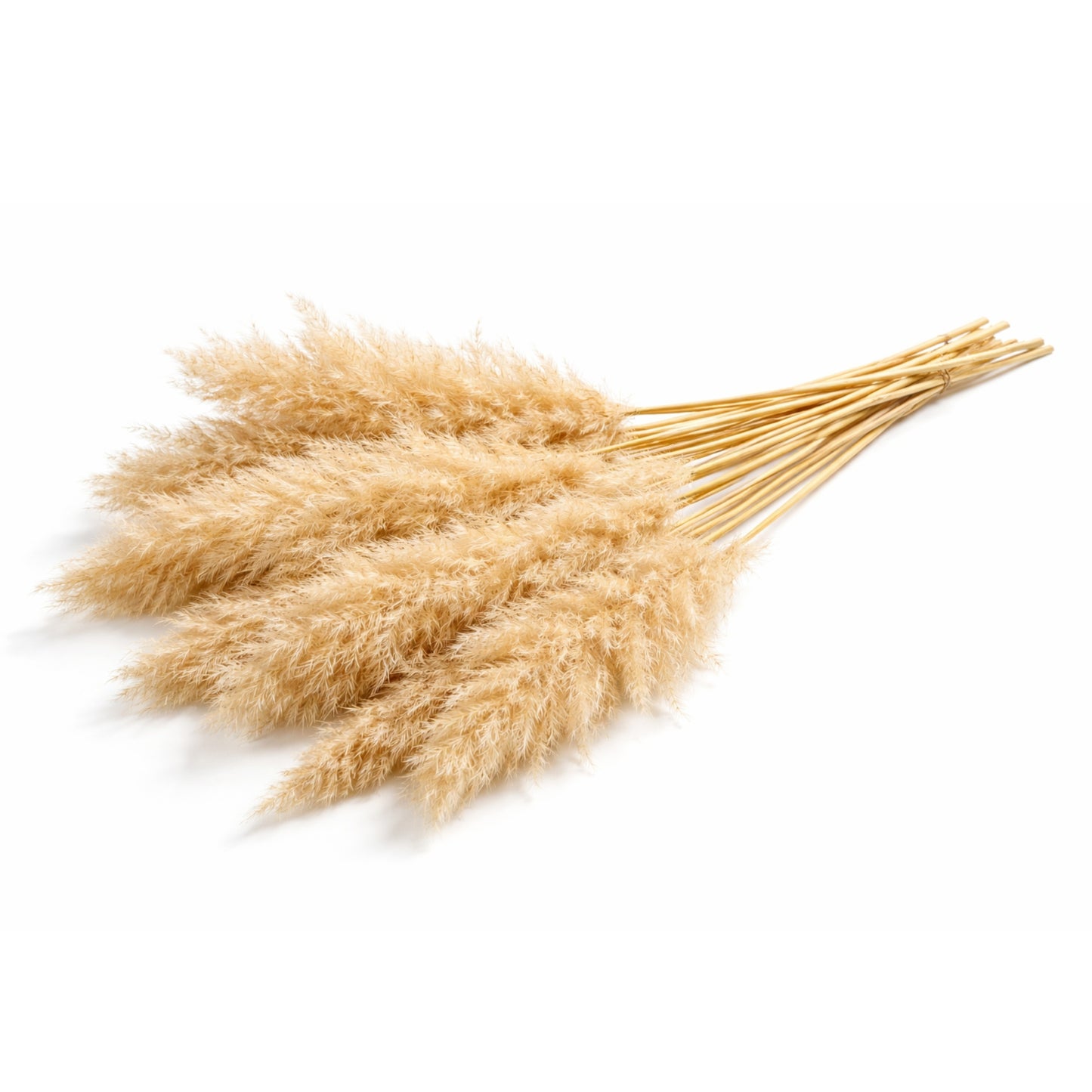 Decolind Pampasgras – Extra Fluffy – 100 cm – Natuurlijk