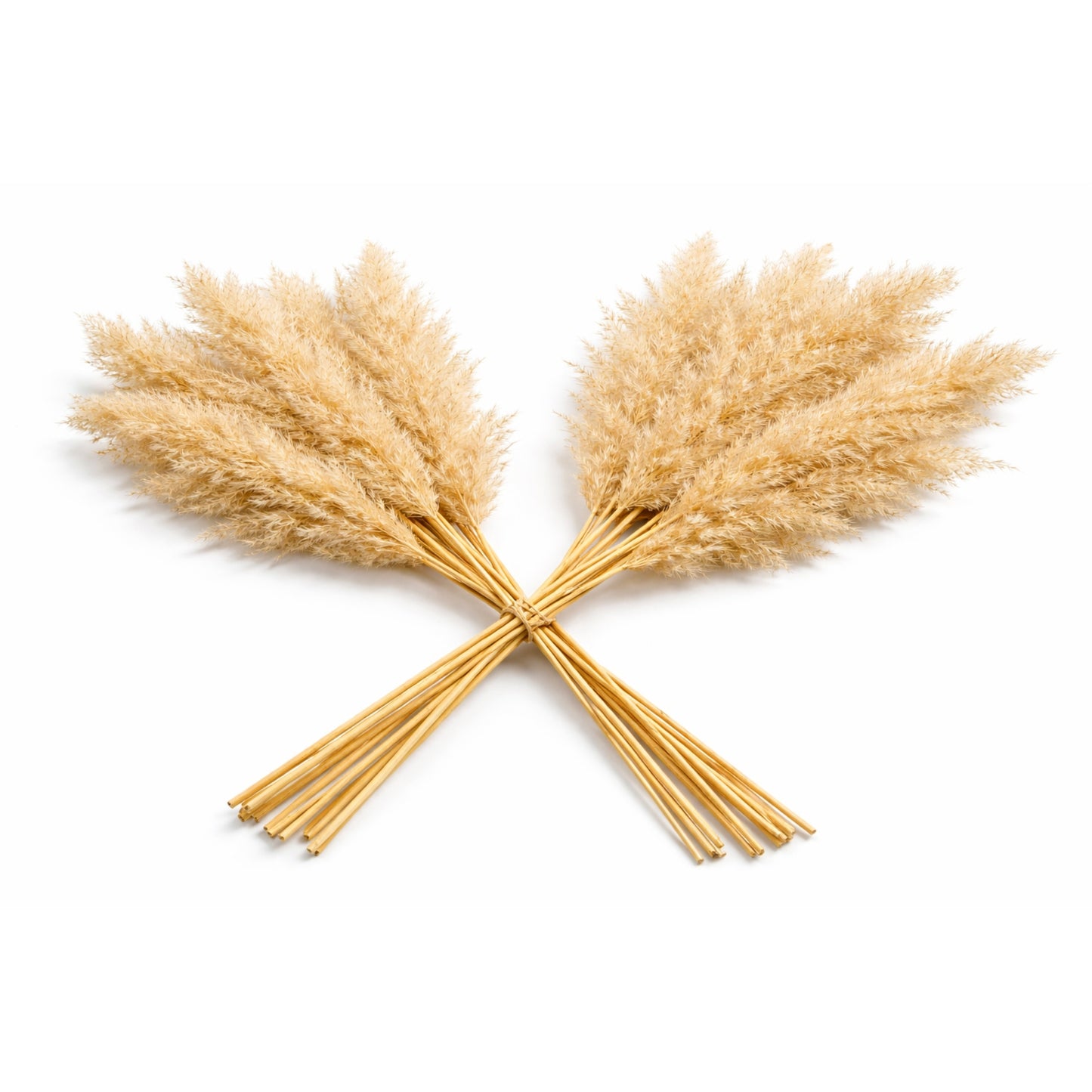 Decolind Pampasgras – Extra Fluffy – 100 cm – Natuurlijk
