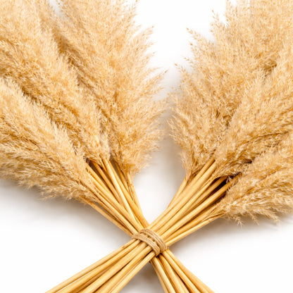 Decolind Pampasgras – Extra Fluffy – 100 cm – Natuurlijk