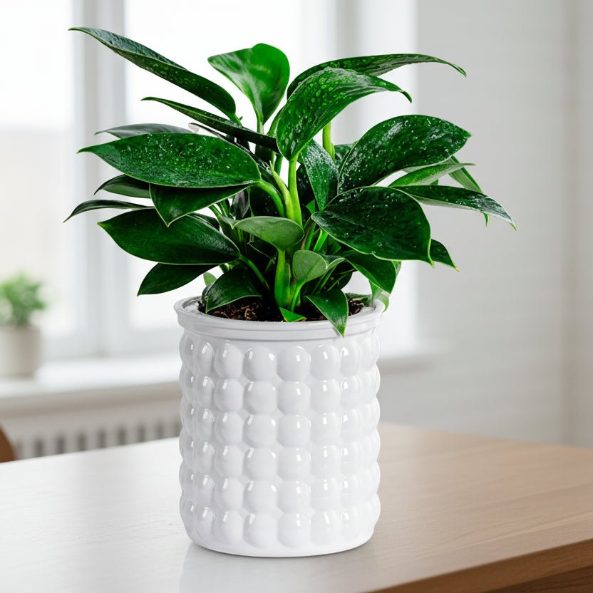 Milieuvriendelijke Watercultuur Bloempot.