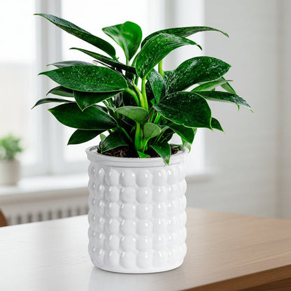 Milieuvriendelijke Watercultuur Bloempot.