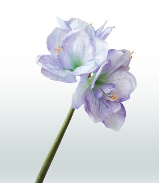 Amaryllis 67cm