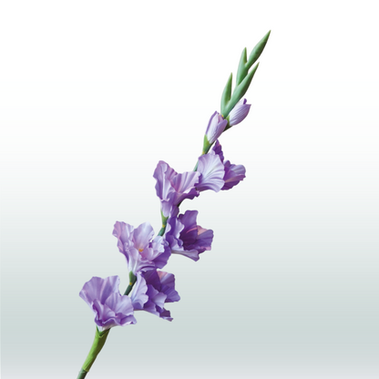 Gladiool 82cm